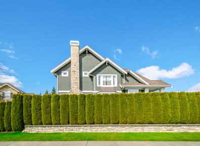 Tall privacy shrubs behind a house