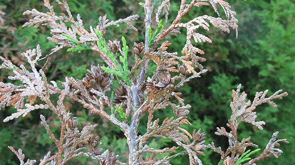 Pest And Disease Leafminer Sideimage2 608X341