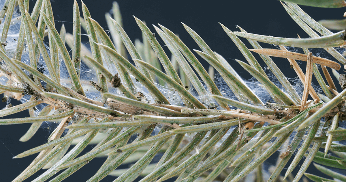 Spruce Tree Insecticide Spider Mite Damage Spruce