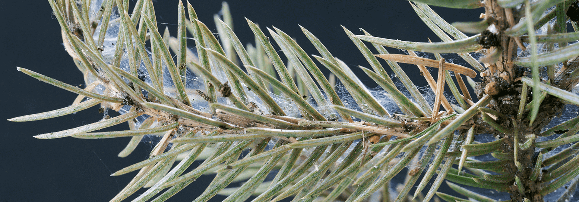 Pest And Disease Center Spruce Spider Mites Banner 1440X500