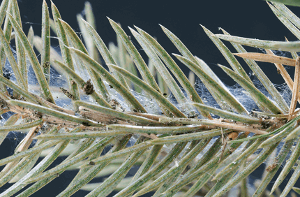 Pest And Disease Center Spruce Spider Mites Banner 1440X500