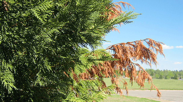 Pest And Disease Center Seiridium Canker Of Leyland Cypress Sideimage 608X341