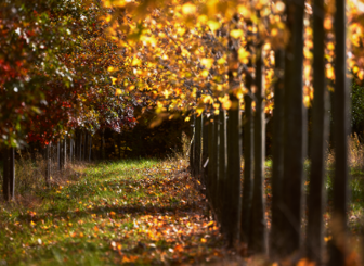 Fall images from the Davey nursery in Wooster.