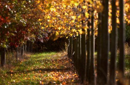 Row Of Fall Trees