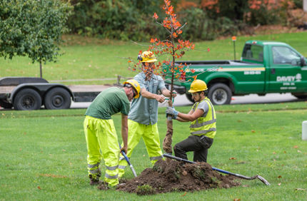 Newly Planted Tree
