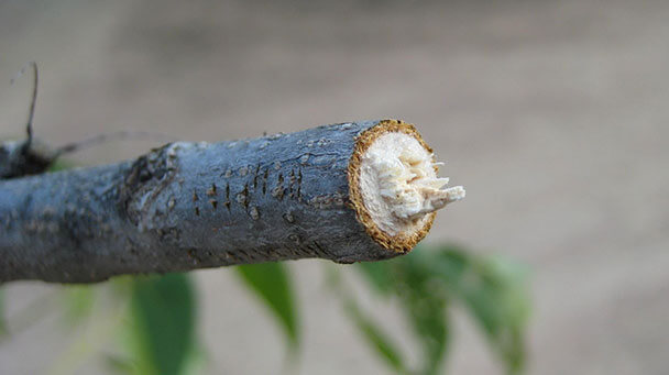 Pest And Disease Twig Girdler And Twig Pruner Sideimage 608X341