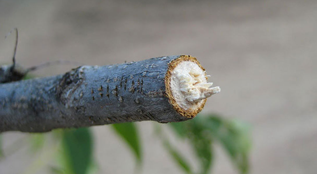 Girdler Insect Twig Girdler and Twig Pruner Beetles | Davey Tree