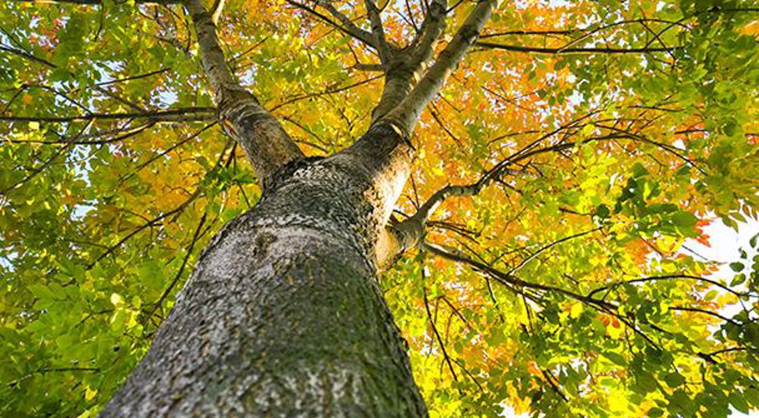 Urban Forest Master Plan, Yuba City, CA | Davey Tree