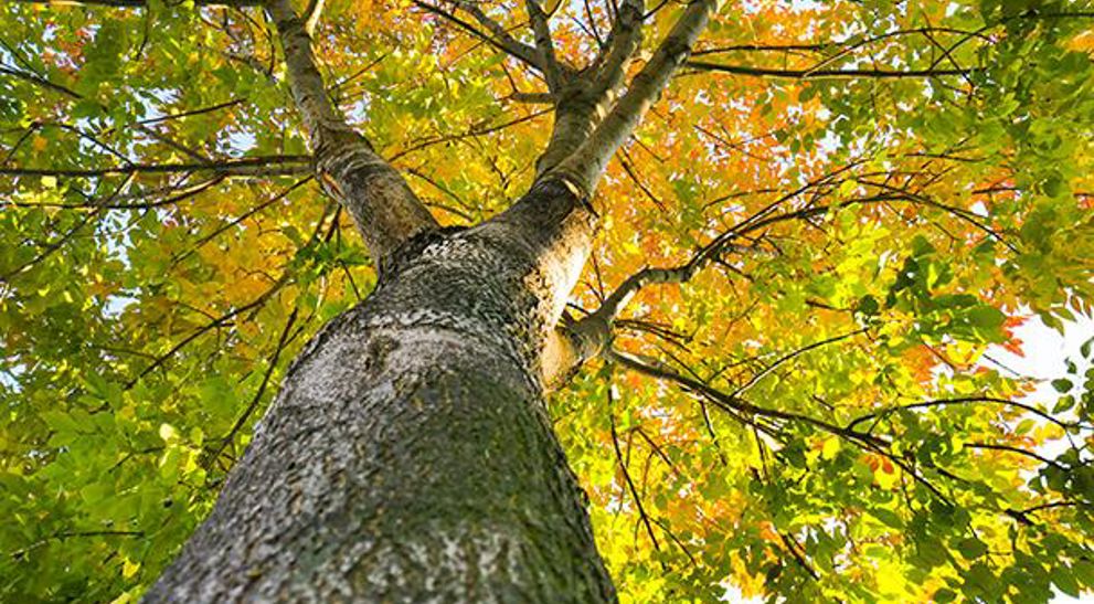 Urban Forest Master Plan, Yuba City, CA | Davey Tree
