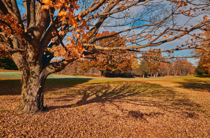fall tree
