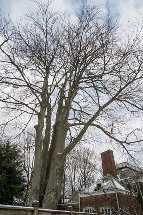 large tree