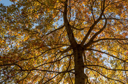 fall tree