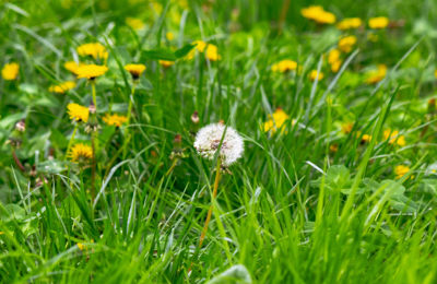 Lawn Full Of Weeds