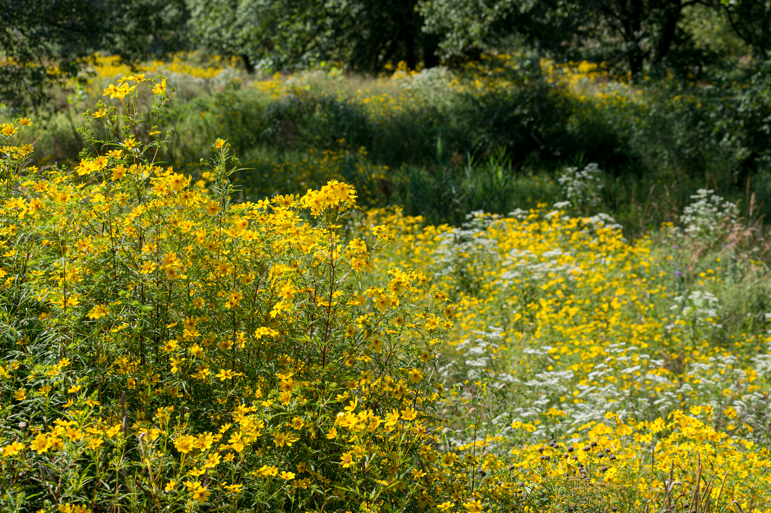 H2sustainablelandscape