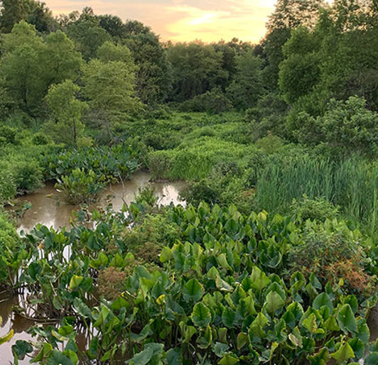 Ecological Restoration Mitigation