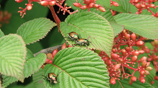 Pest And Disease Center Japanese Beetle Control On Woody Sideimage 608X341