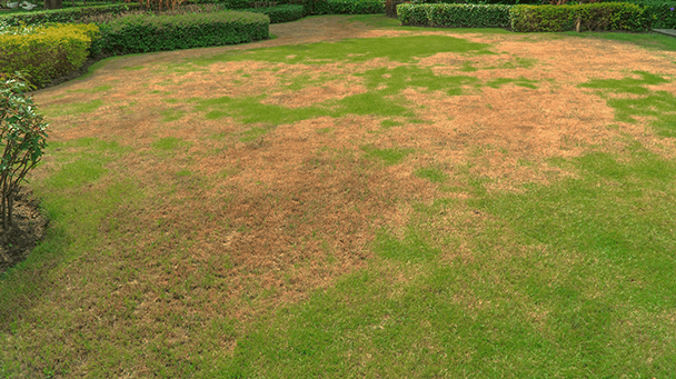 Pest And Disease Center Leaf Spot And Melting Out Sideimage2 608X341