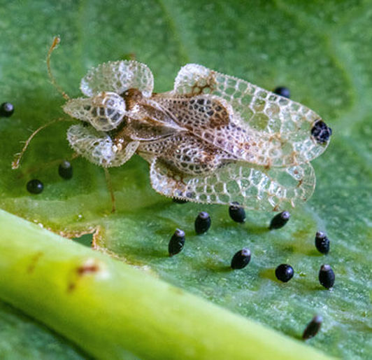 Lace Bugs Tree Insect