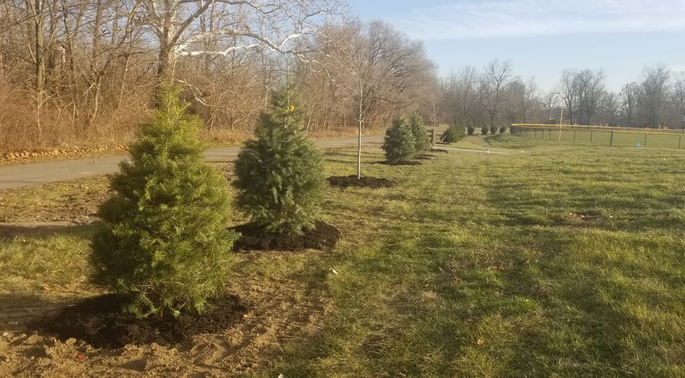 Tree Management Plan In Plainfield, IN | Davey Tree