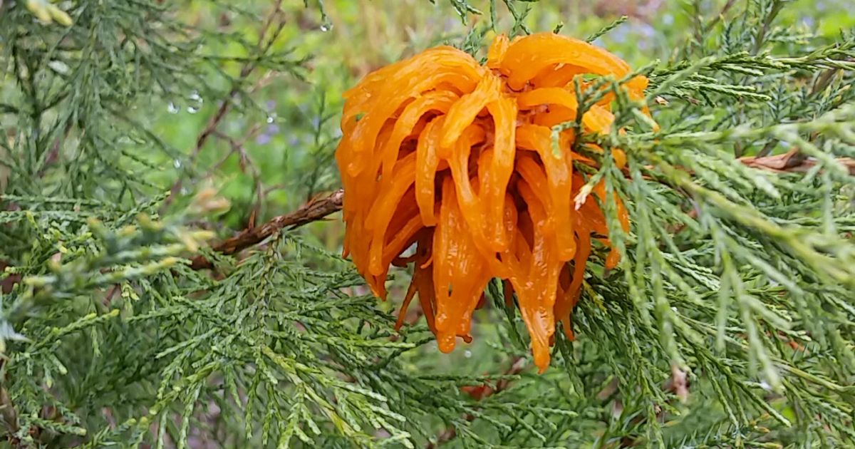 Is this ‘Alien Fungus’ on Missouri trees dangerous? | Davey Tree
