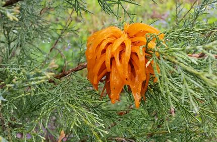 Cedar Apple Rust 2016 Cleveland