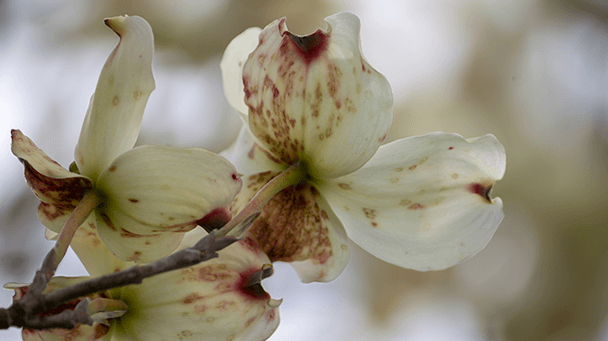Pest And Disease Center Dogwood Anthracnose Sideimage 608X341