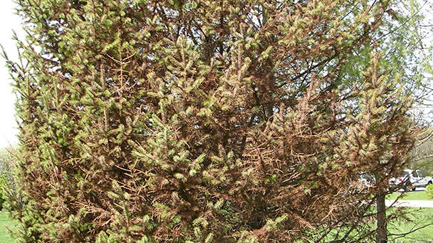 Pest And Disease Rhizosphaera Needlecast Sideimage 608X341