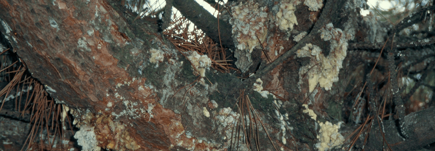 Pest And Disease Center Zimmerman Pine Moth Banner 1440X500