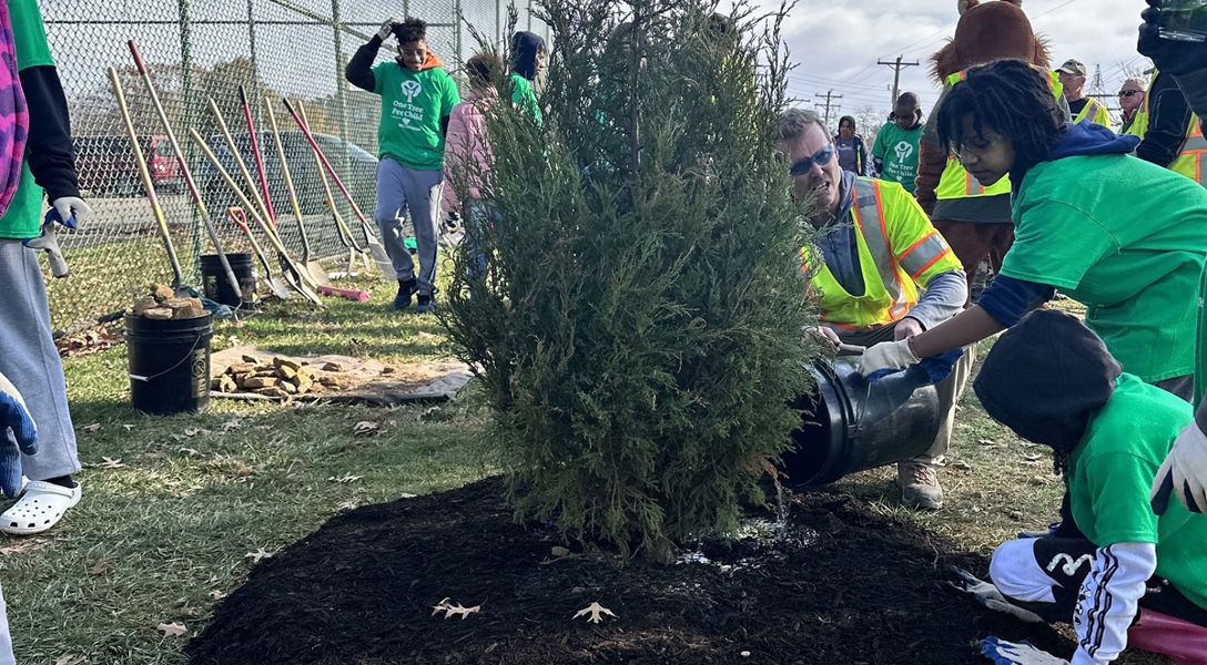 Getting to the Root of Successful Tree Planting Programs | Davey Tree