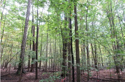 Beech Tree