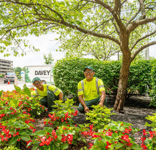 Local Landscapers Bell, CA