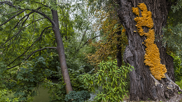 Pest And Disease Chicken Of The Woods Sideimage 608X341