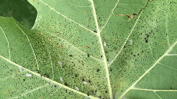 Pest And Disease Lace Bugs Sideimage2 608X341