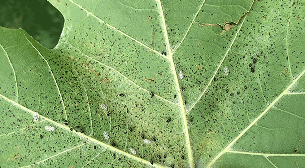 What Are Lace Bugs & How to Control Infestations | Davey Tree