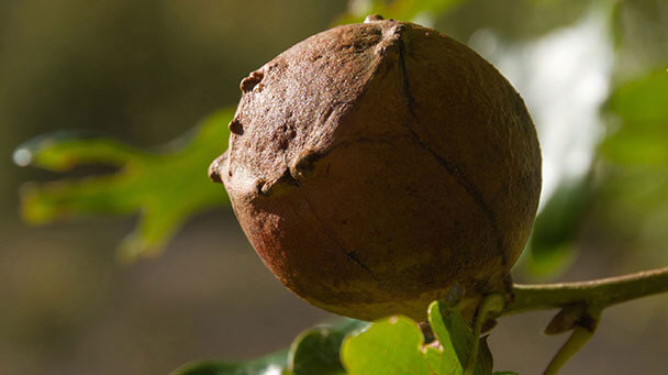 Pest And Disease Oak Galls Sideimage5 608X341 1