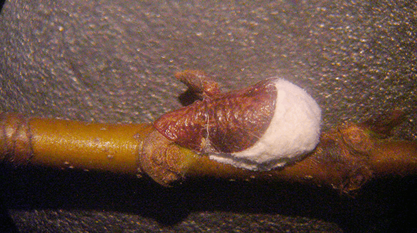 Pest And Disease Center Cottony Maple Scale Sideimage 608X341