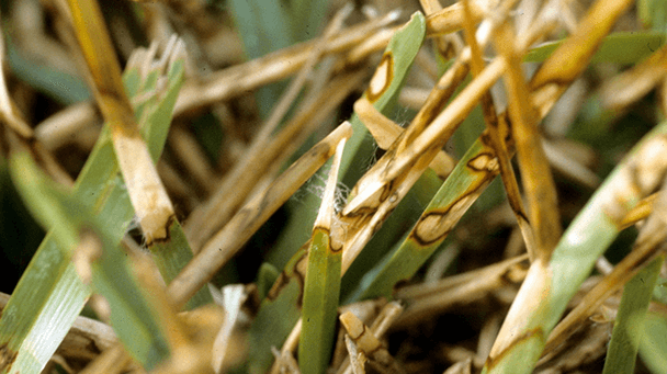 Pest And Disease Dollar Spot Sideimage 608X341