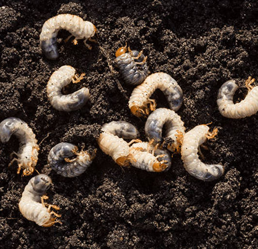 Lawn Grubs