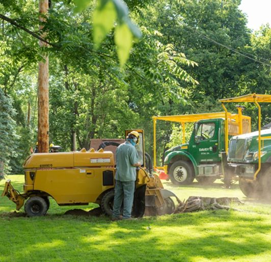 Stump Grinding Jonesborough Tn