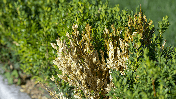 Boxwood Decline What's Killing My Boxwood? Davey Tree