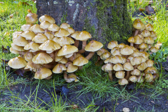 Honey fungus toadstools, it is a destructive parasitic fungus of trees