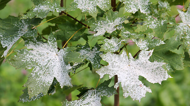 Pest And Disease Powdery Mildew Trees And Shrubs Sideimage2 608X341