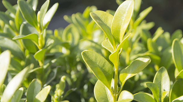 Pest And Disease Boxwood Decline Sideimage3 608X341
