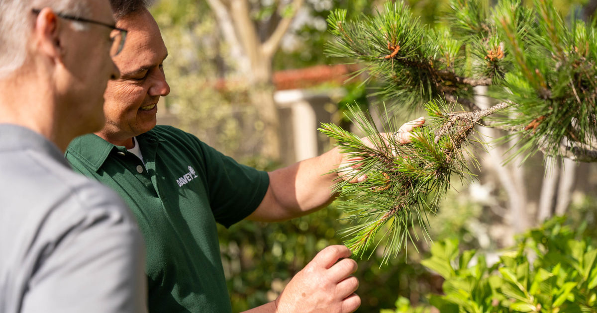 Tree Injections for Treatment and Protection | Davey Tree