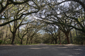 Trees lining a road on both sides with sprawling branches.