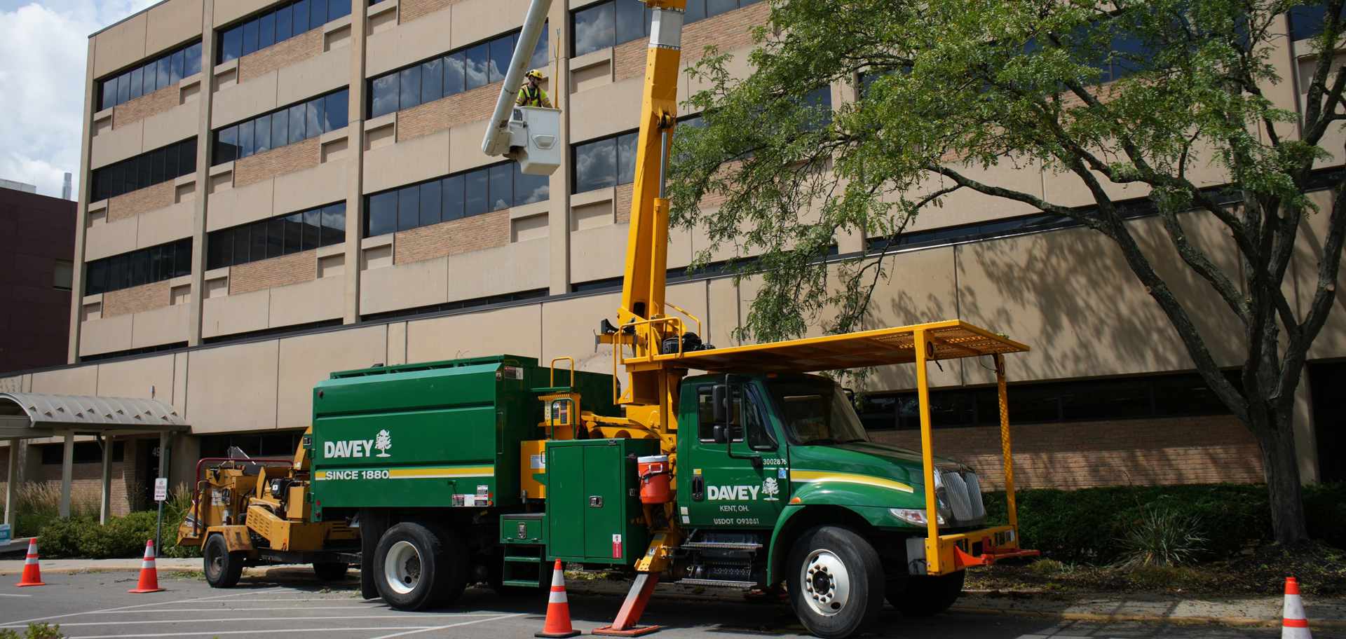 Tree Cutting Service Plano