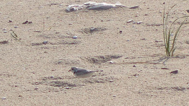 Project Profile Sea Girt Nj Sw Eder 0722 Sideimage3 608X341