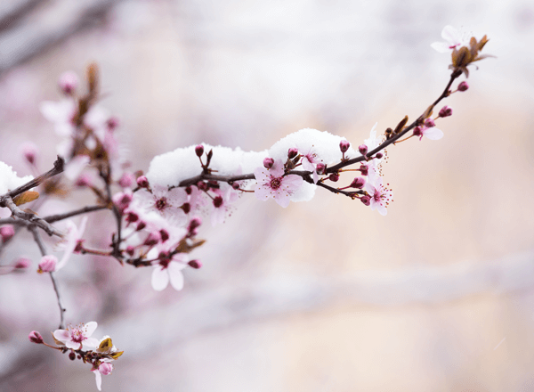 How To Protect Fruit Trees From Late Frost