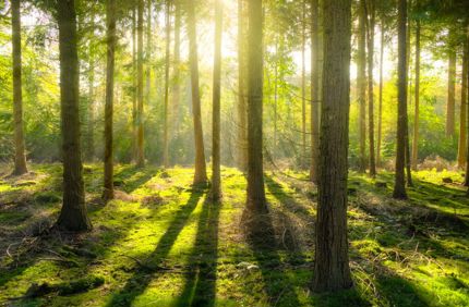 Forests