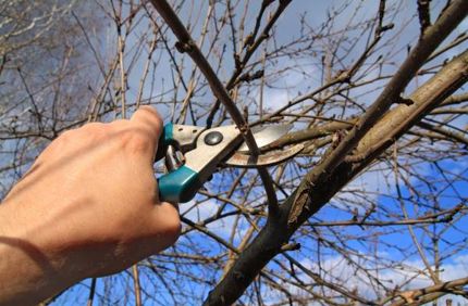 pruning